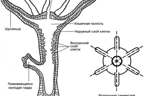Рабочий кракен