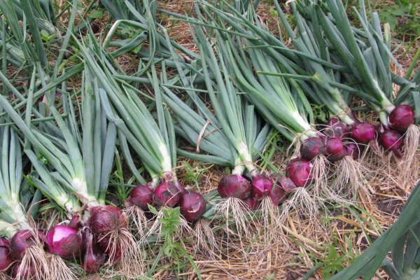 Kraken darknet onion